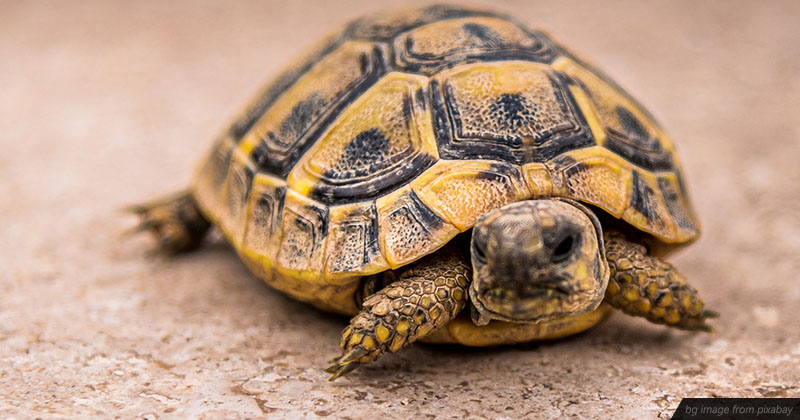 為什麼叫龜苓膏